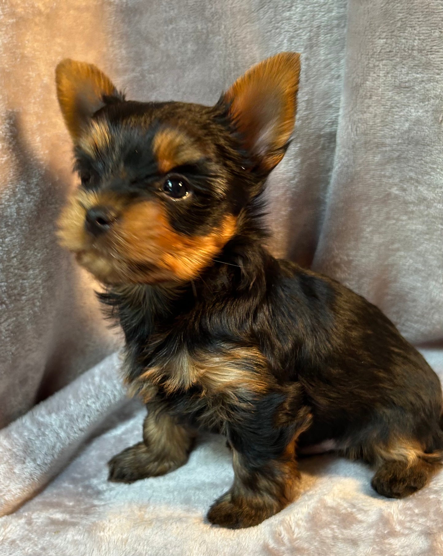 Timmy - Available