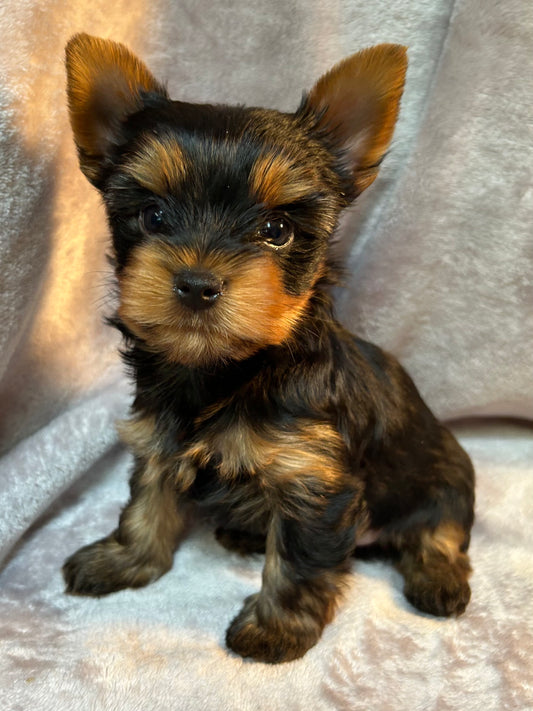 Timmy - Available