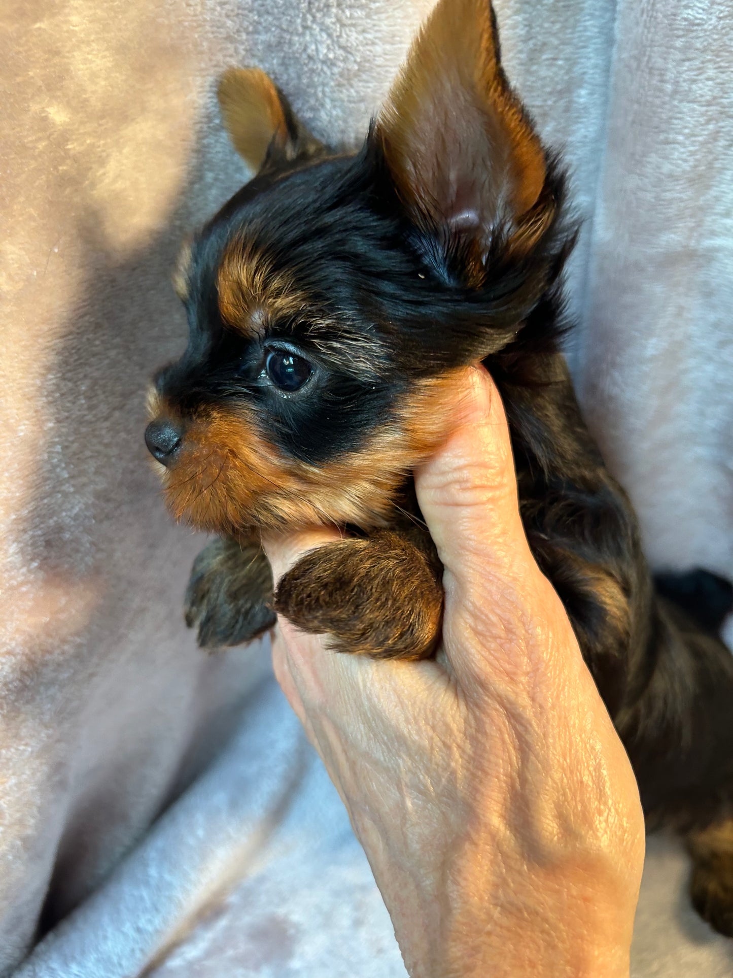 Timmy - Available