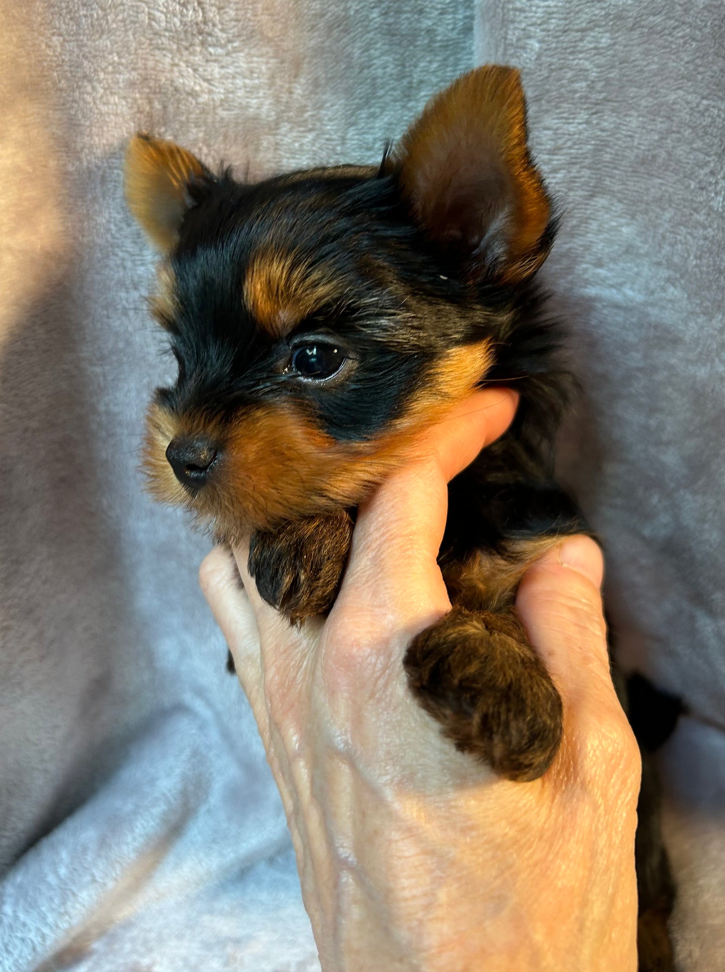 Timmy - Available