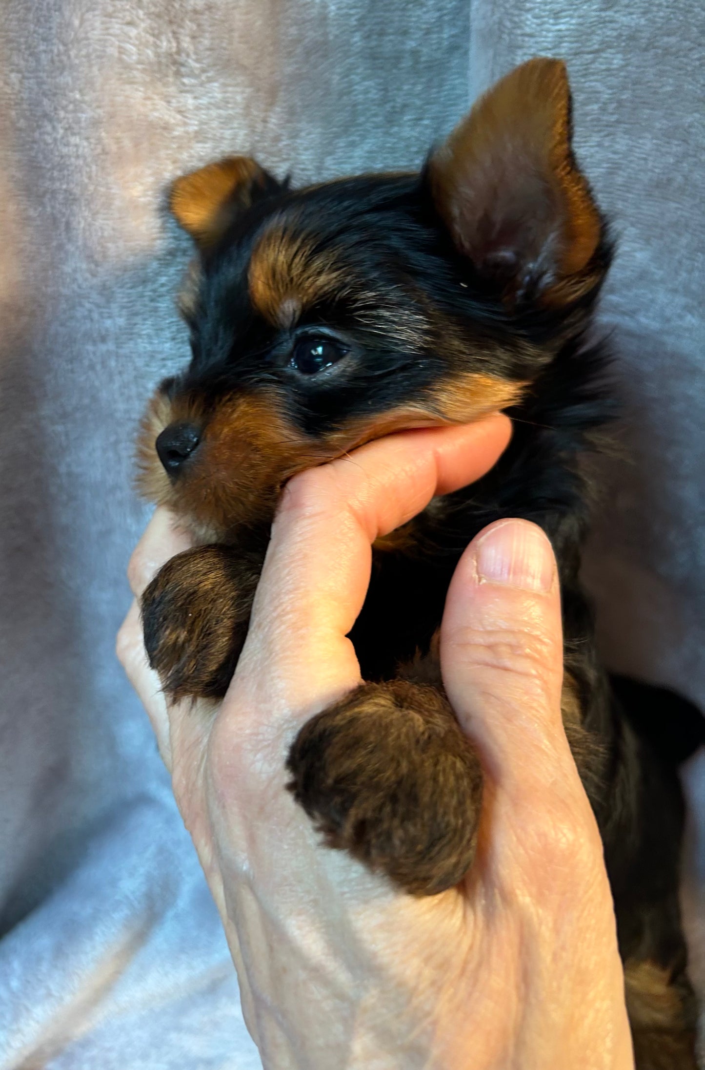 Timmy - Available