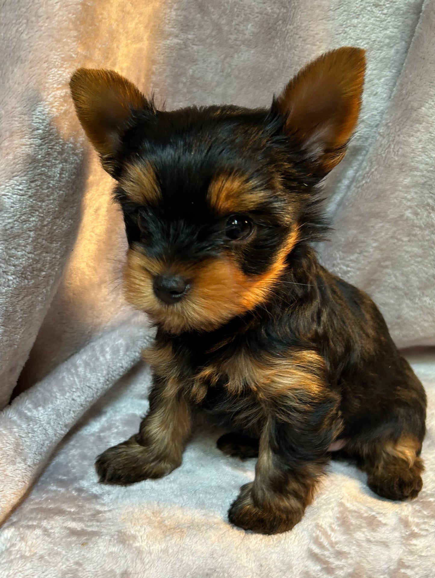 Timmy - Available