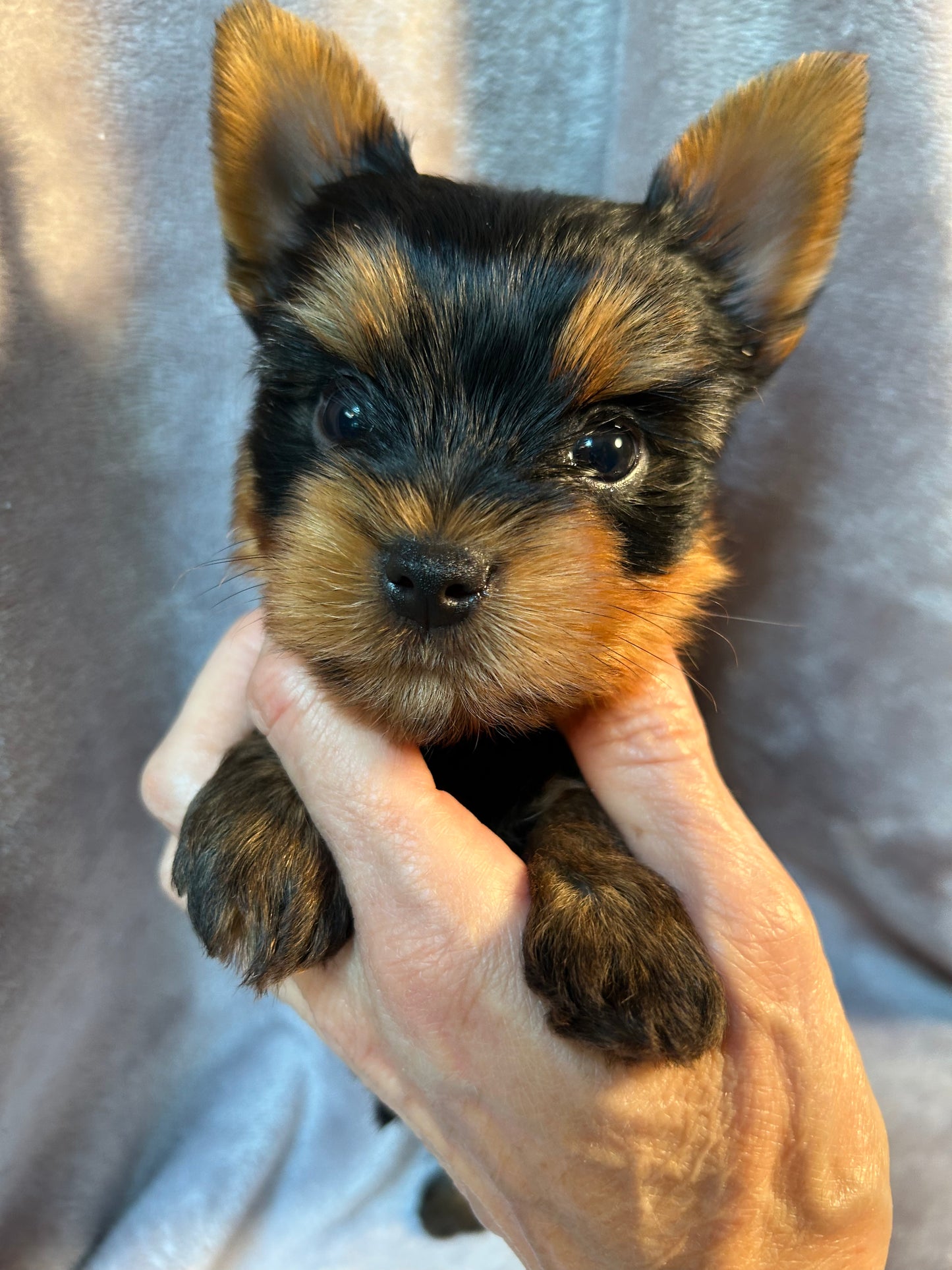 Timmy - Available
