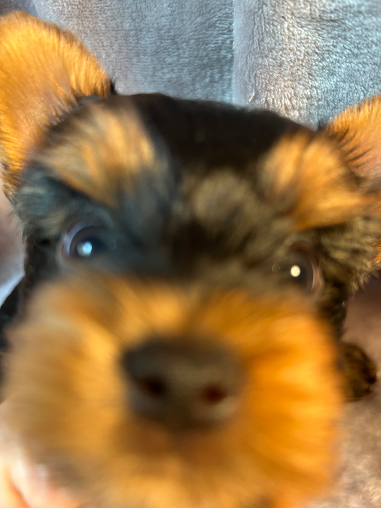 Timmy - Available