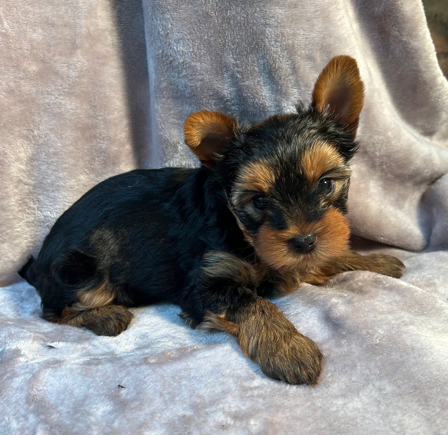 Logan - Adopted