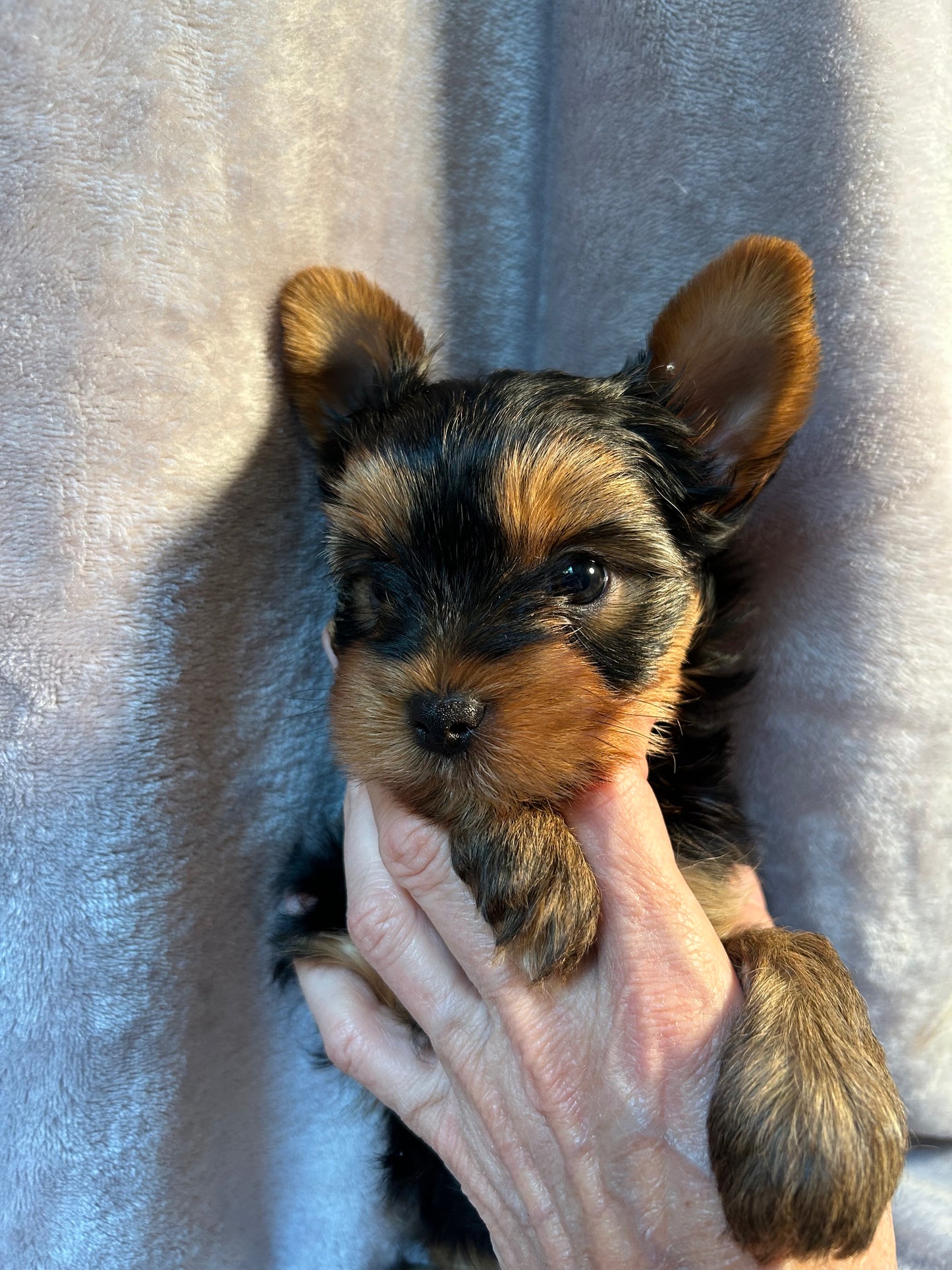 Logan - Adopted