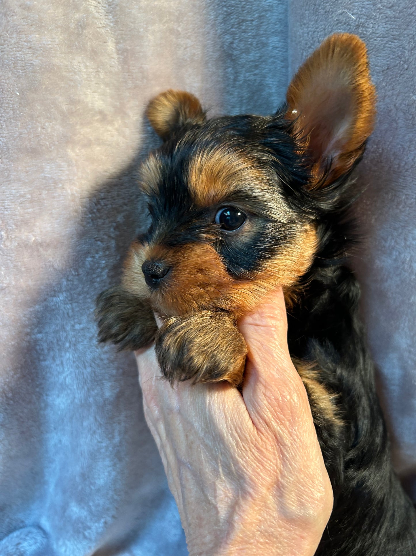 Logan - Adopted
