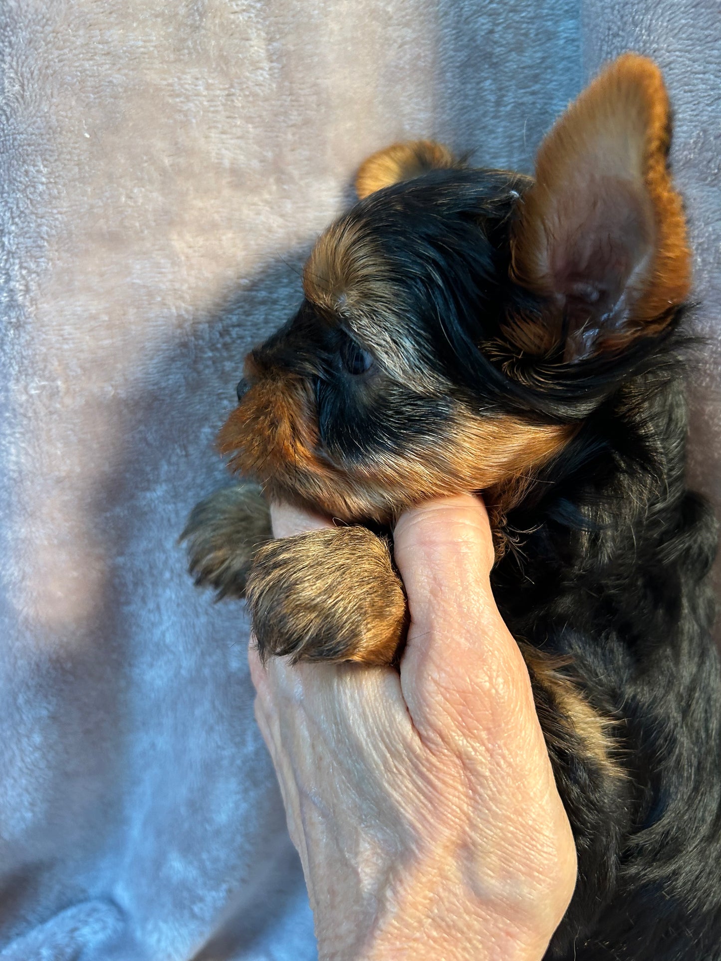 Logan - Adopted