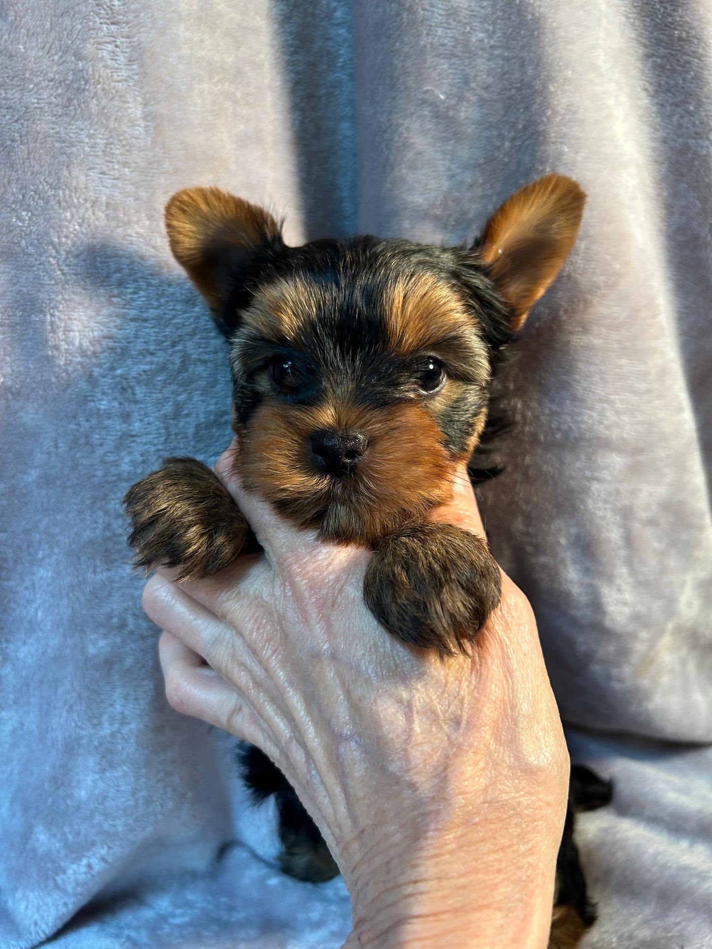 Logan - Adopted