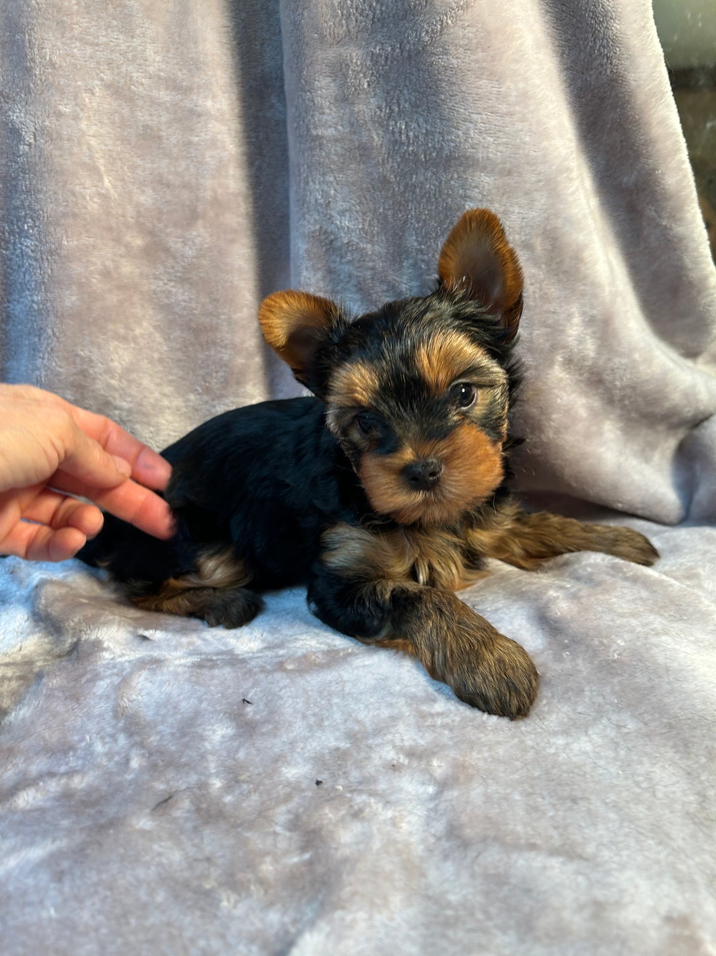 Logan - Adopted