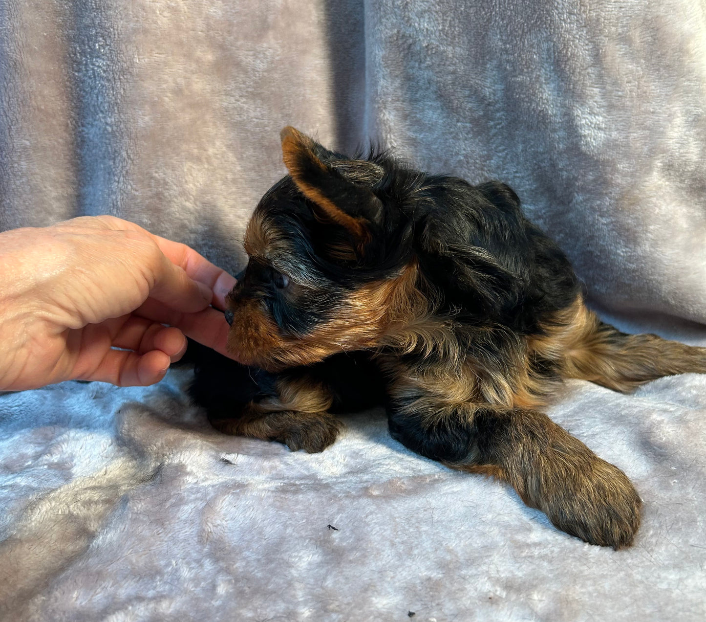 Logan - Adopted