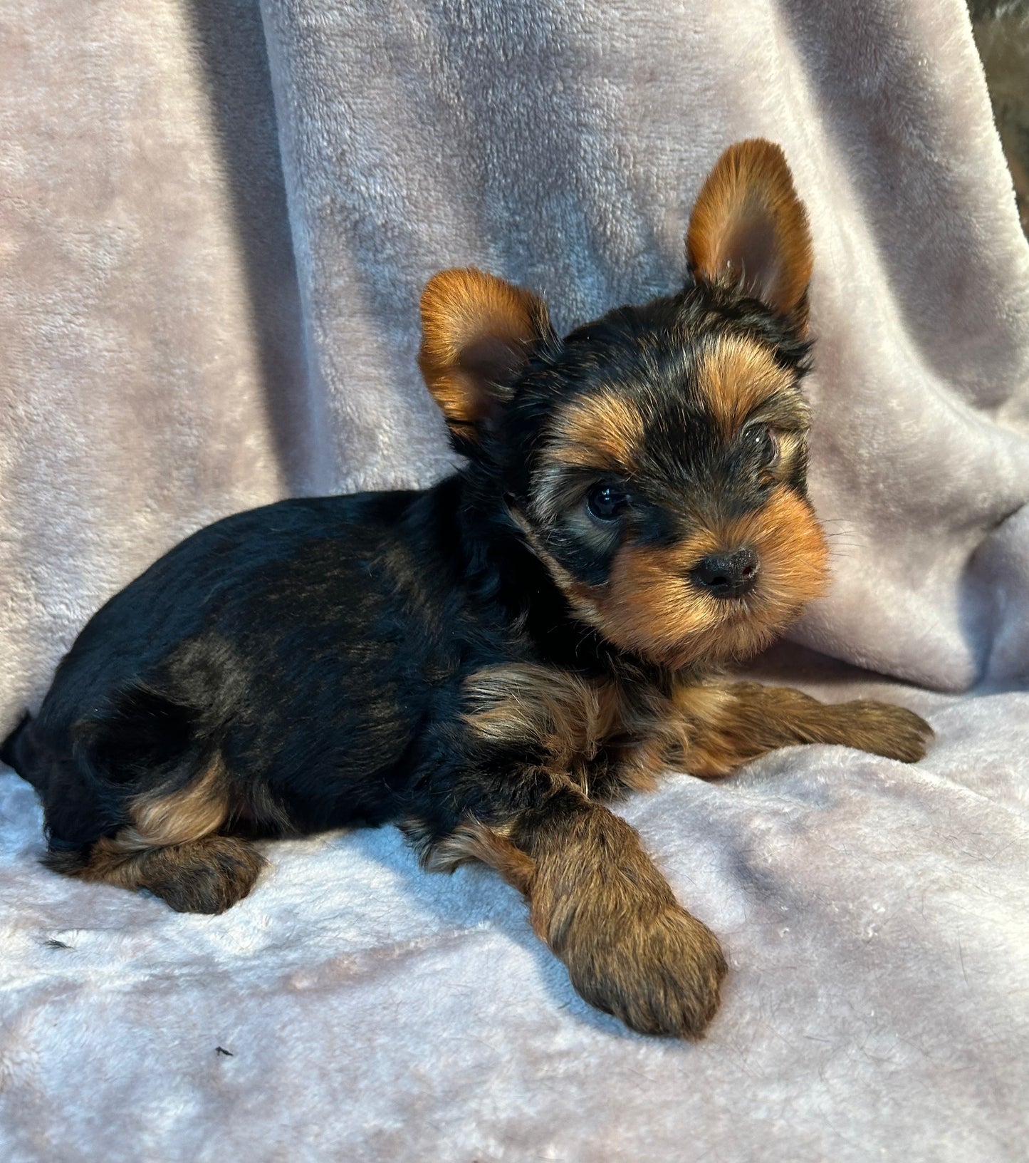 Logan - Adopted