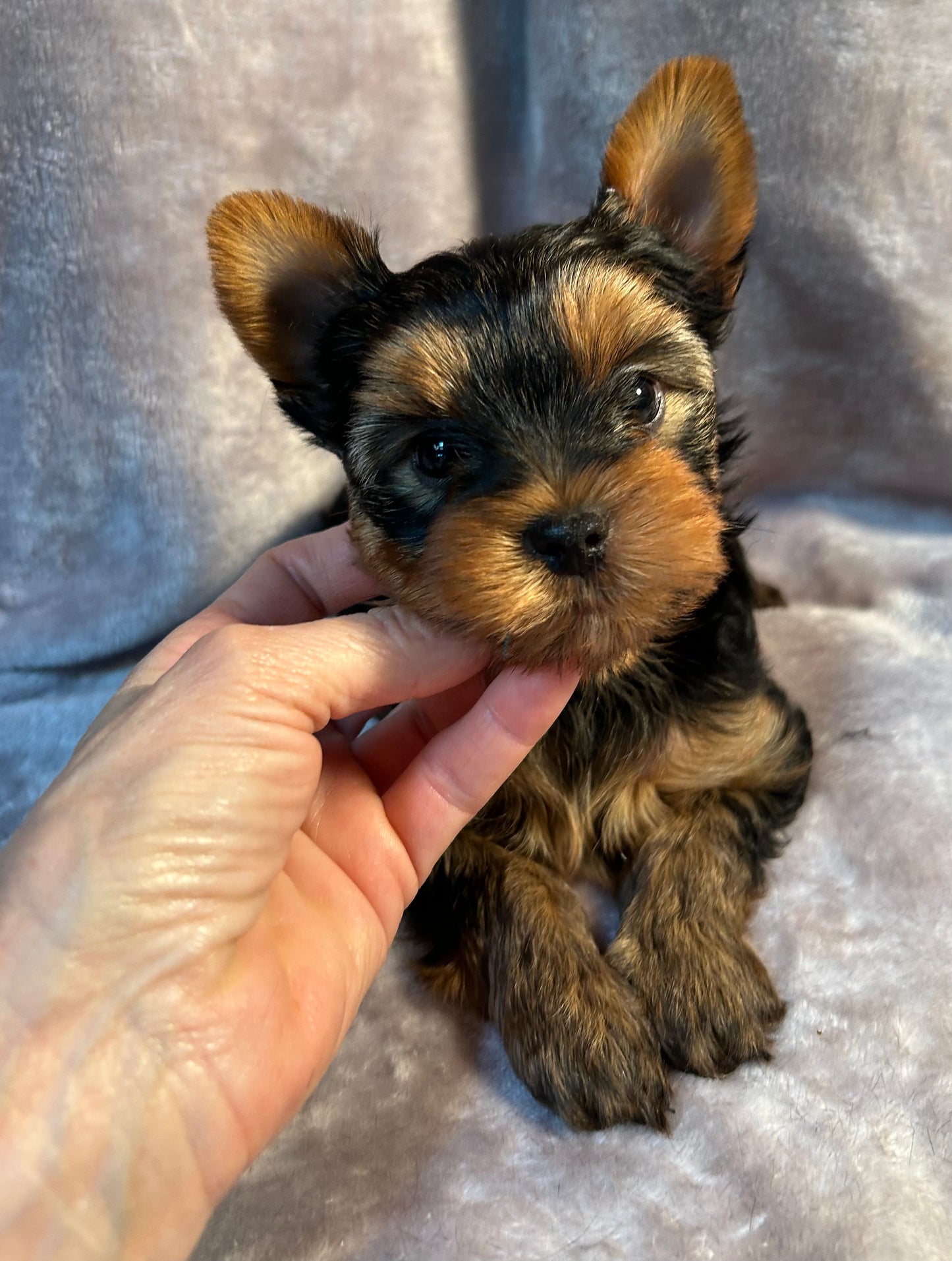 Logan - Adopted