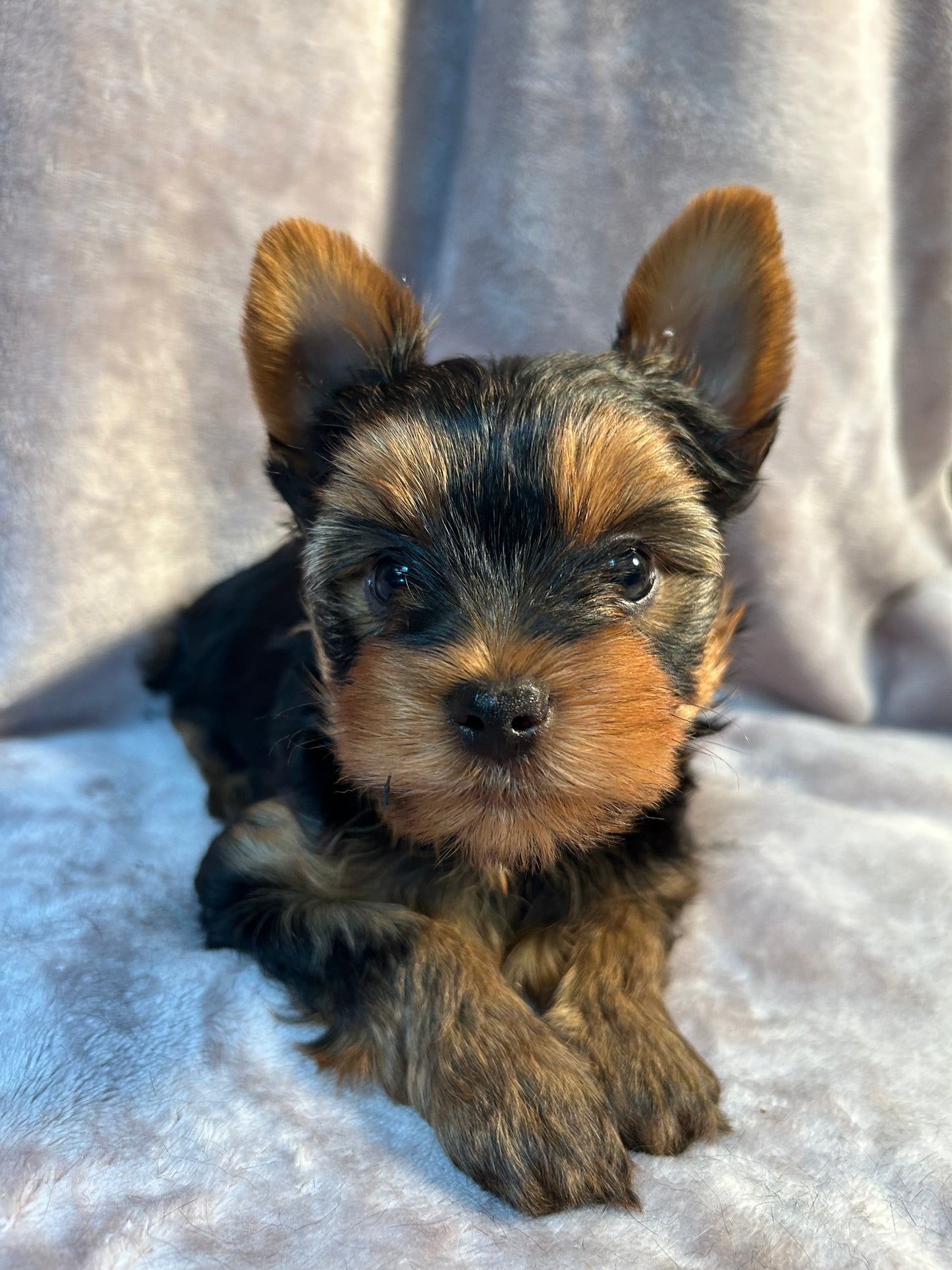 Logan - Adopted