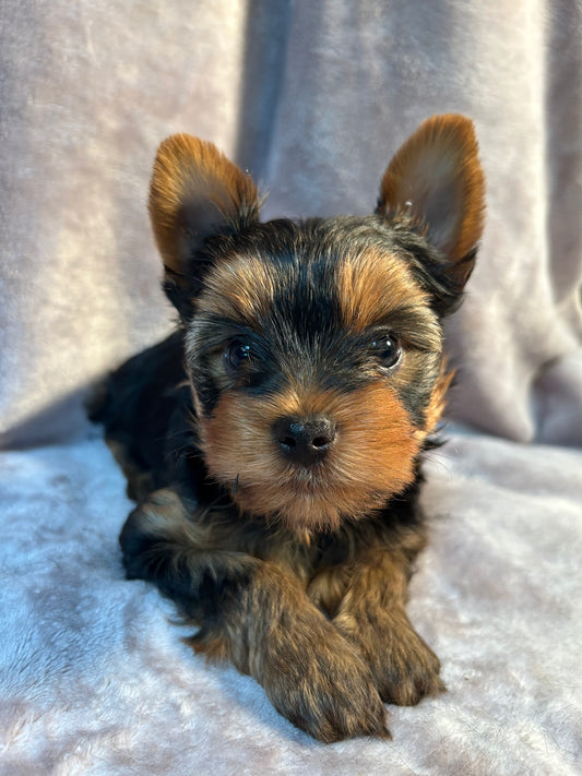Logan - Available