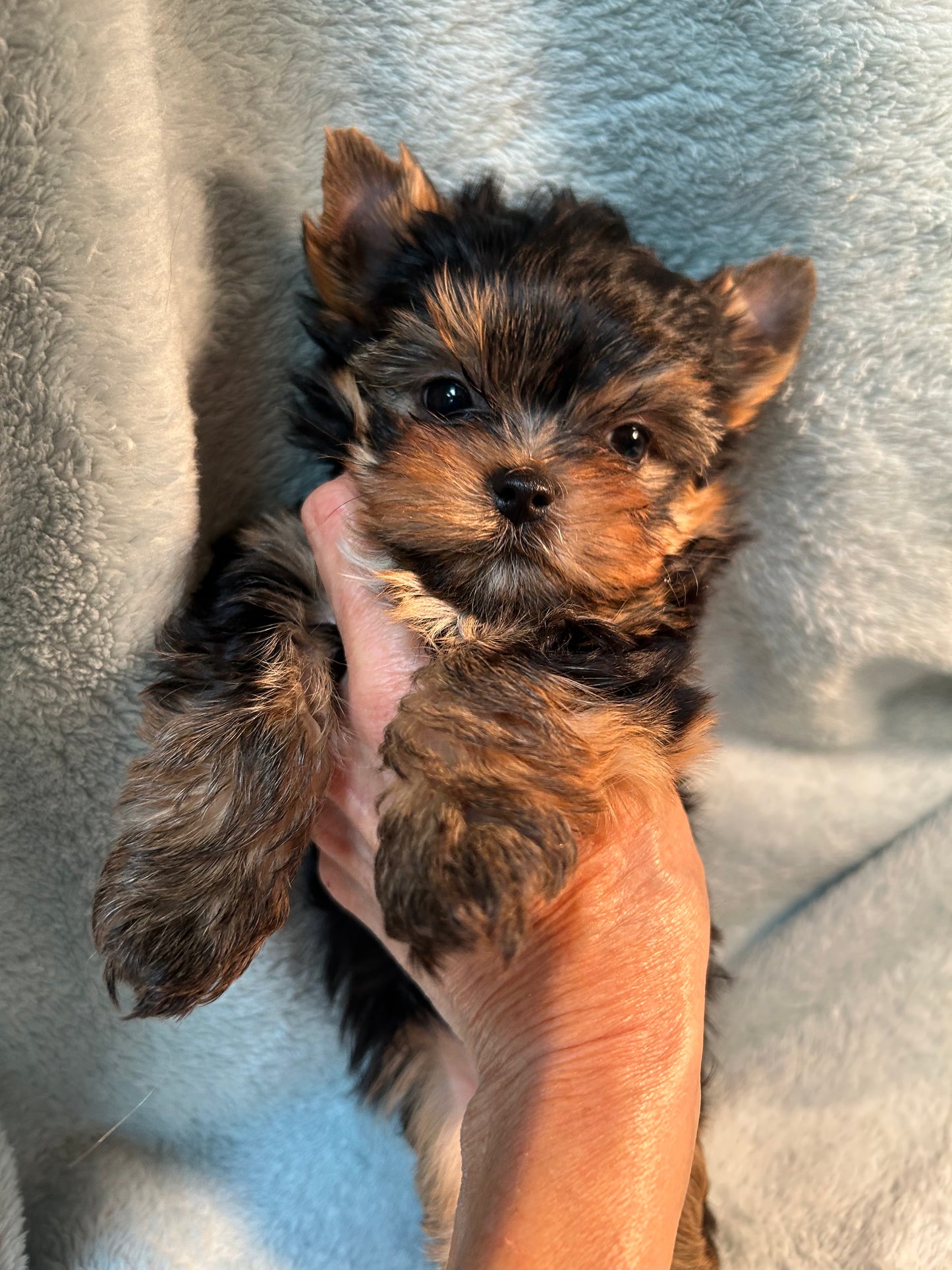Duffy (Boy) - Available
