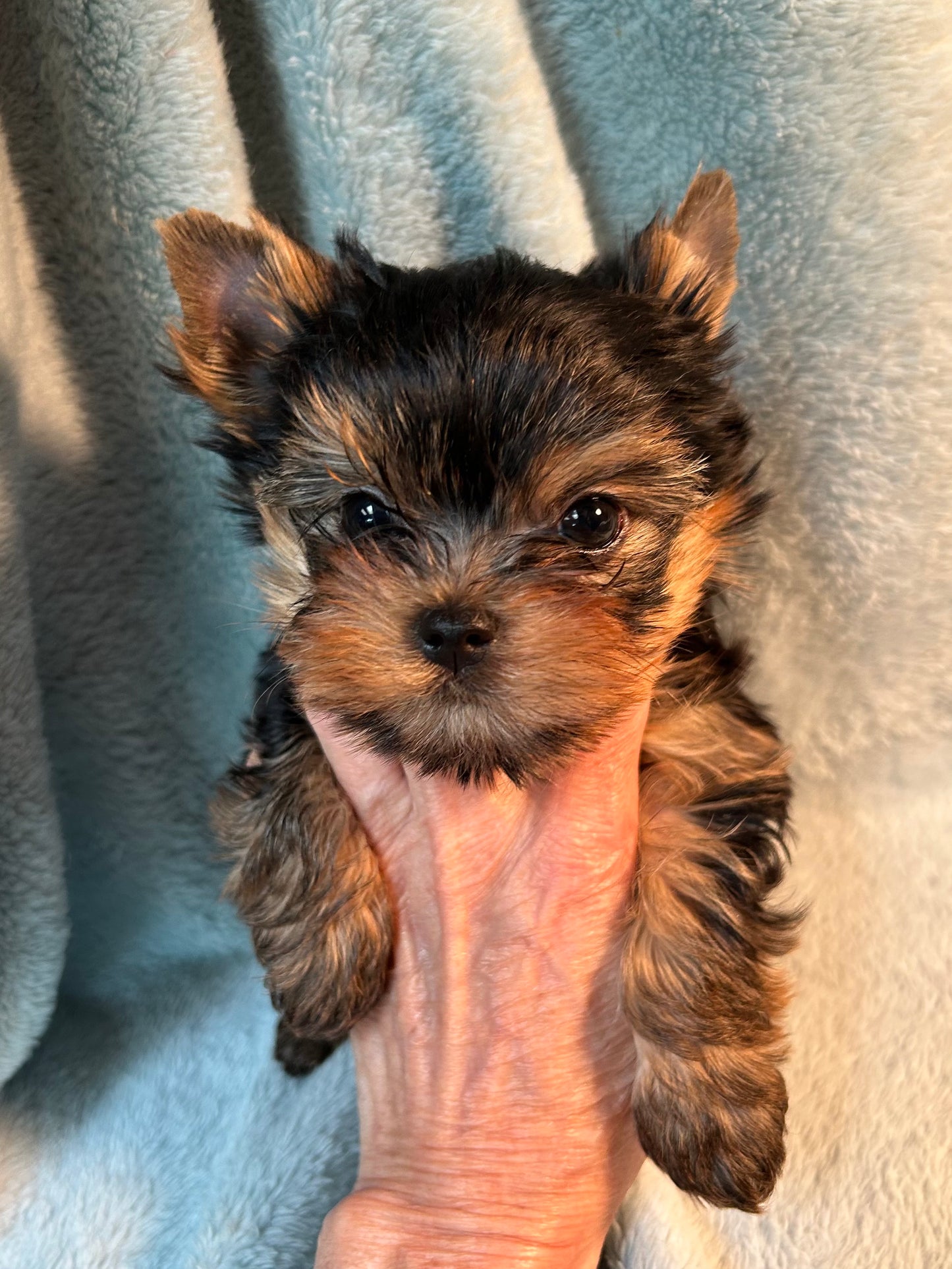 Duffy (Boy) - Available