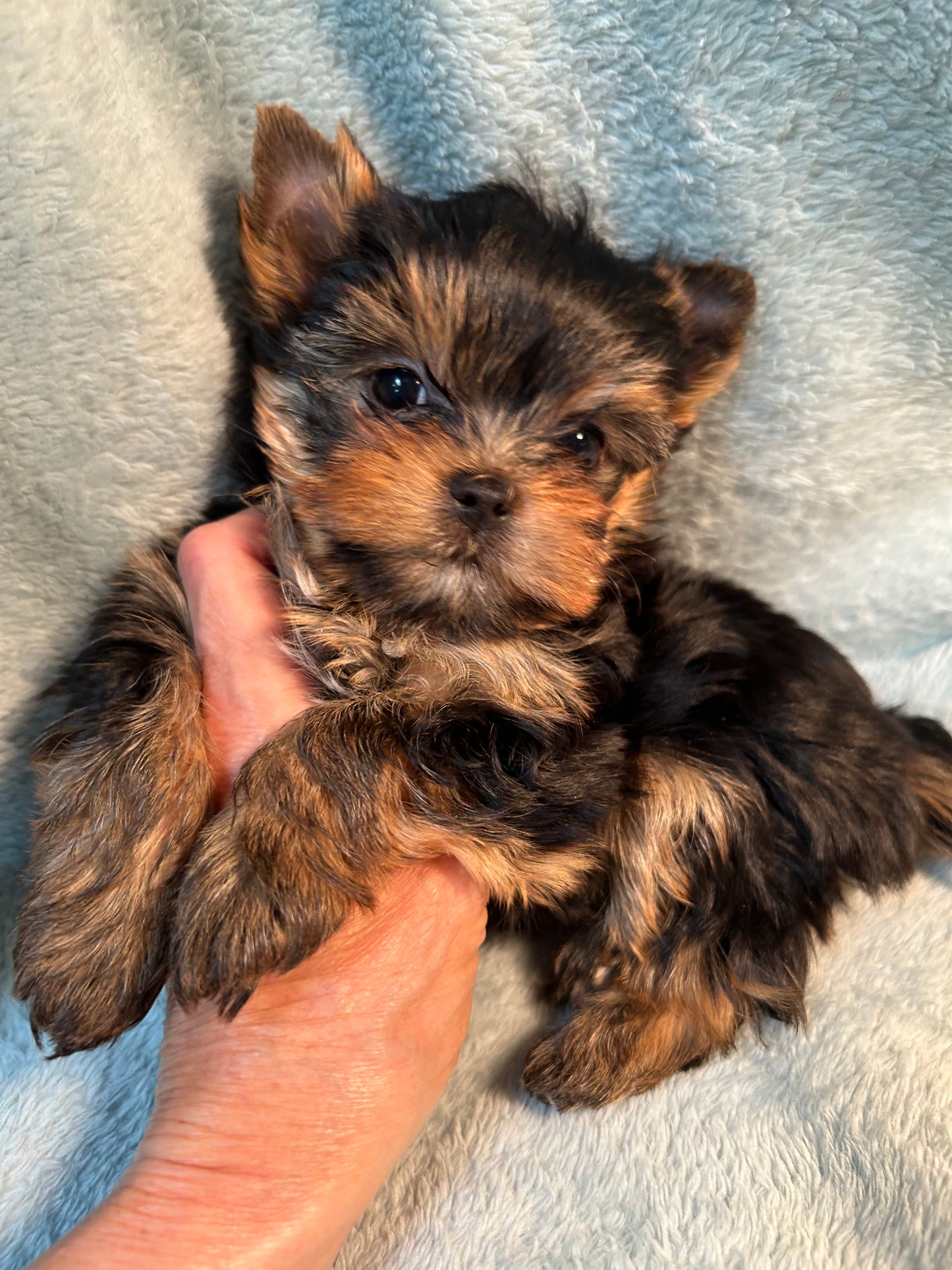 Duffy (Boy) - Available