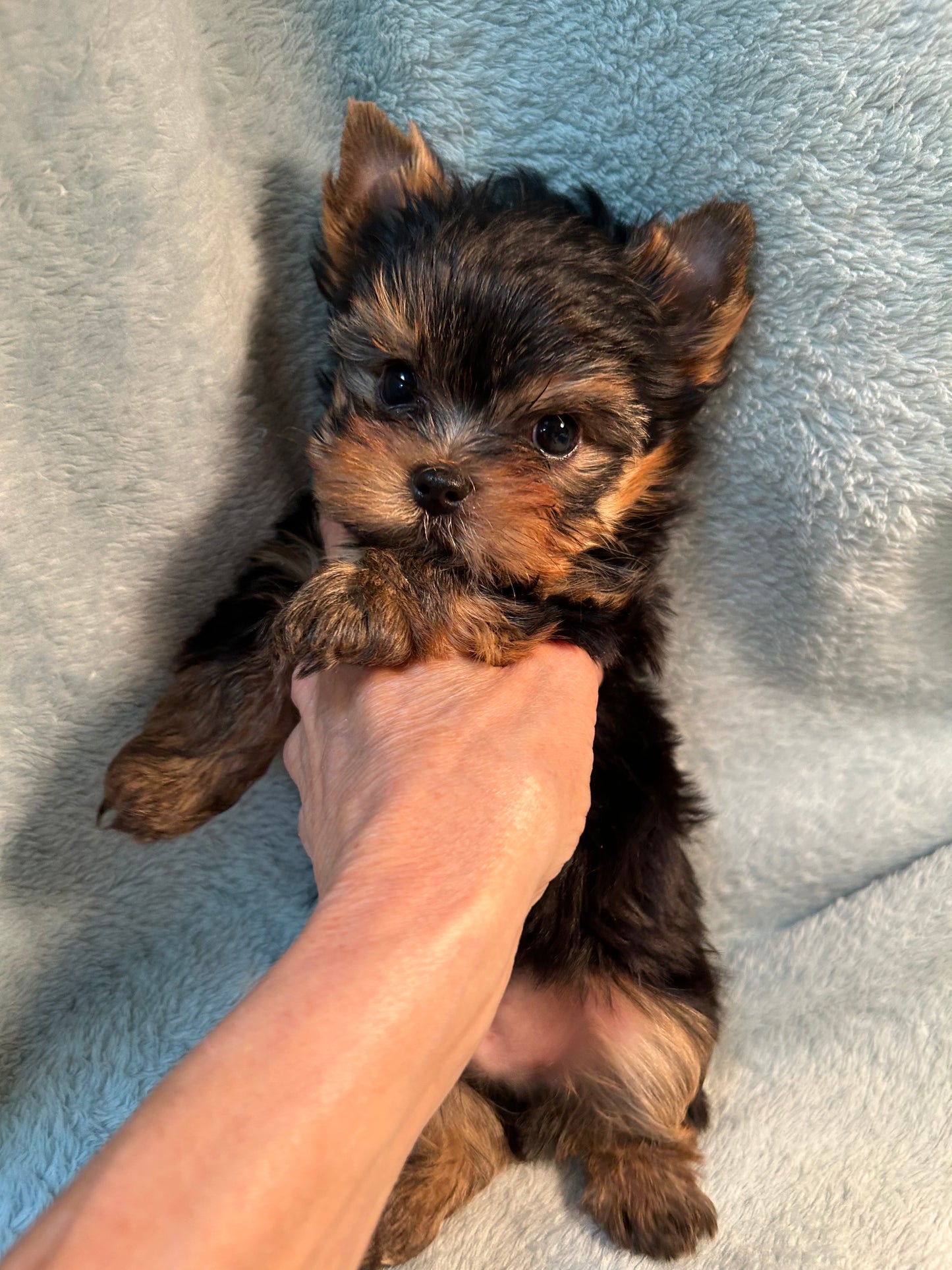 Duffy (Boy) - Available