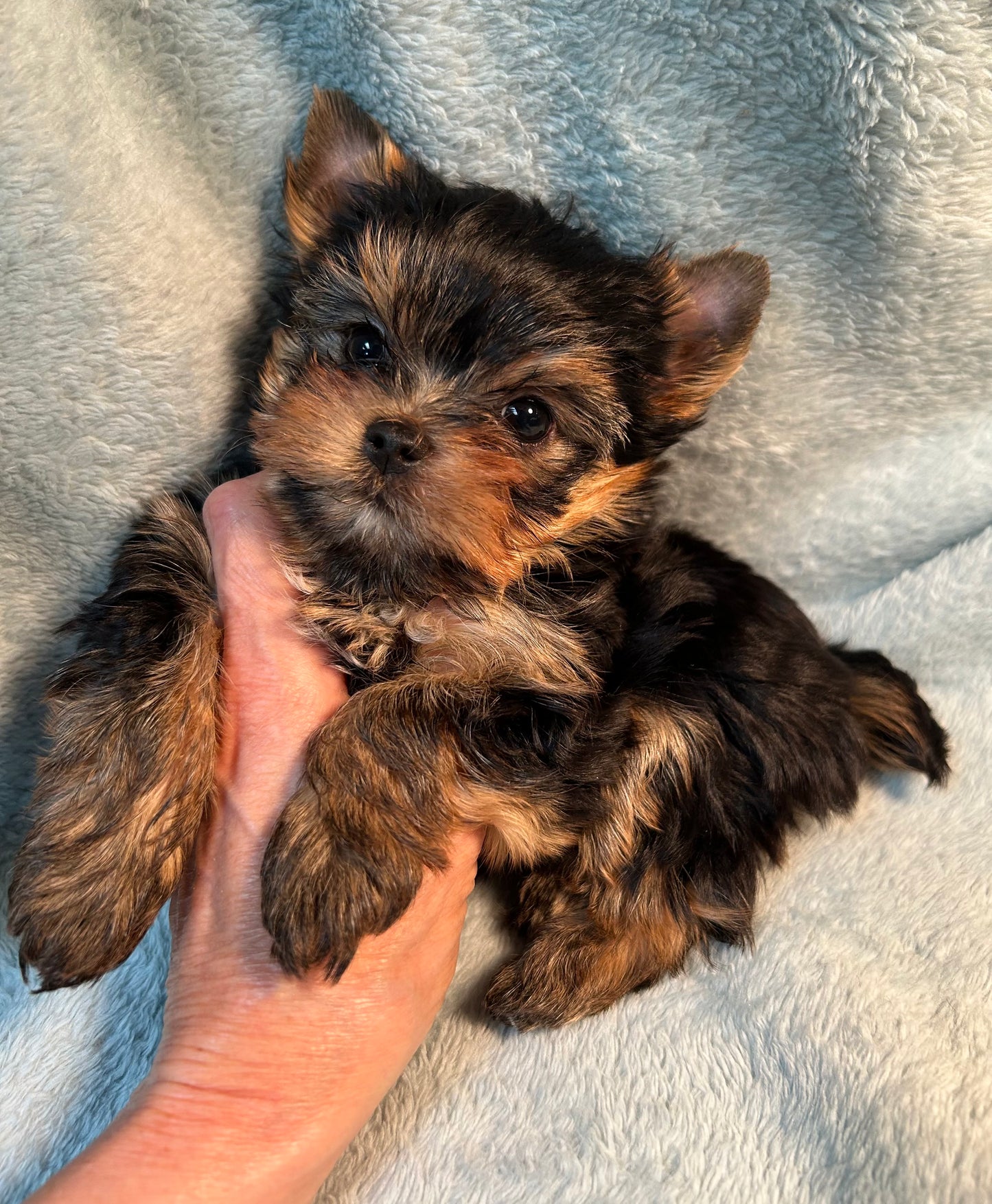 Duffy (Boy) - Available