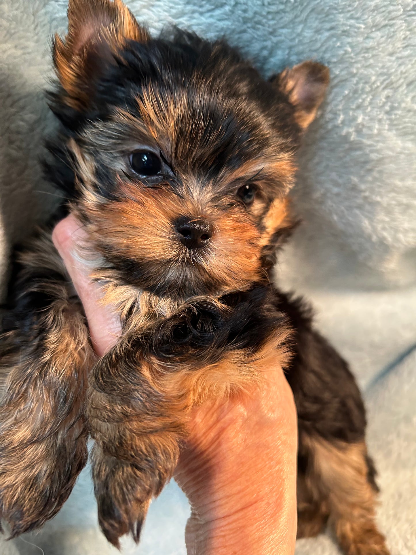 Duffy (Boy) - Available