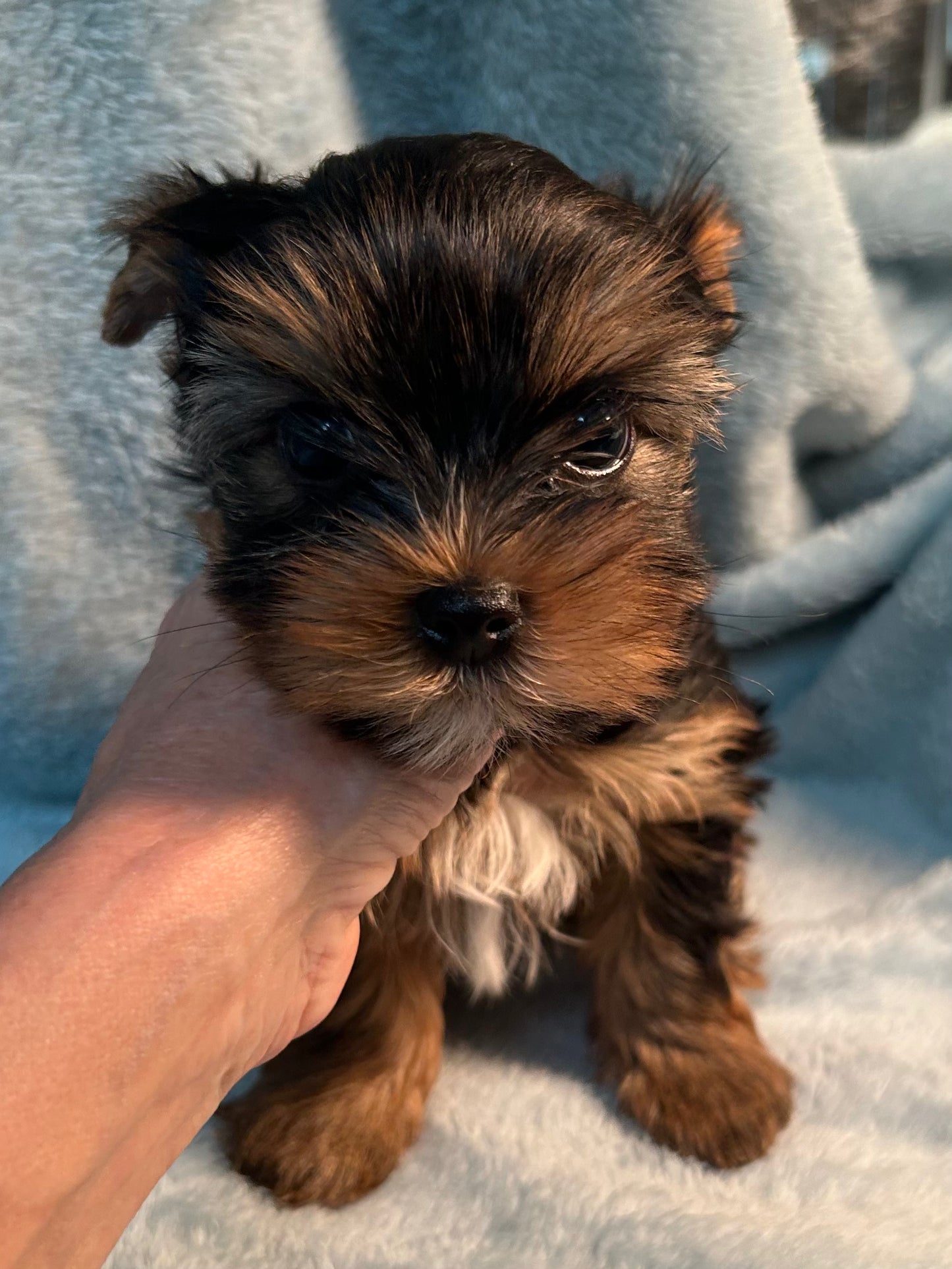 River (Boy) - Available