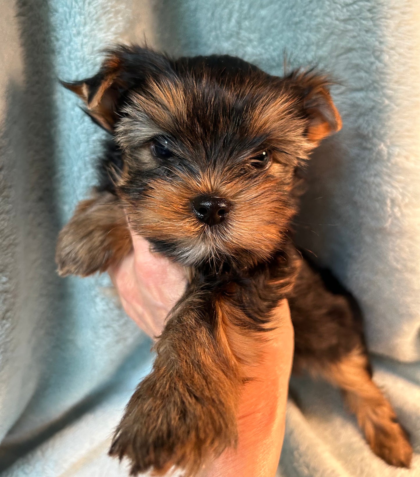 River (Boy) - Available