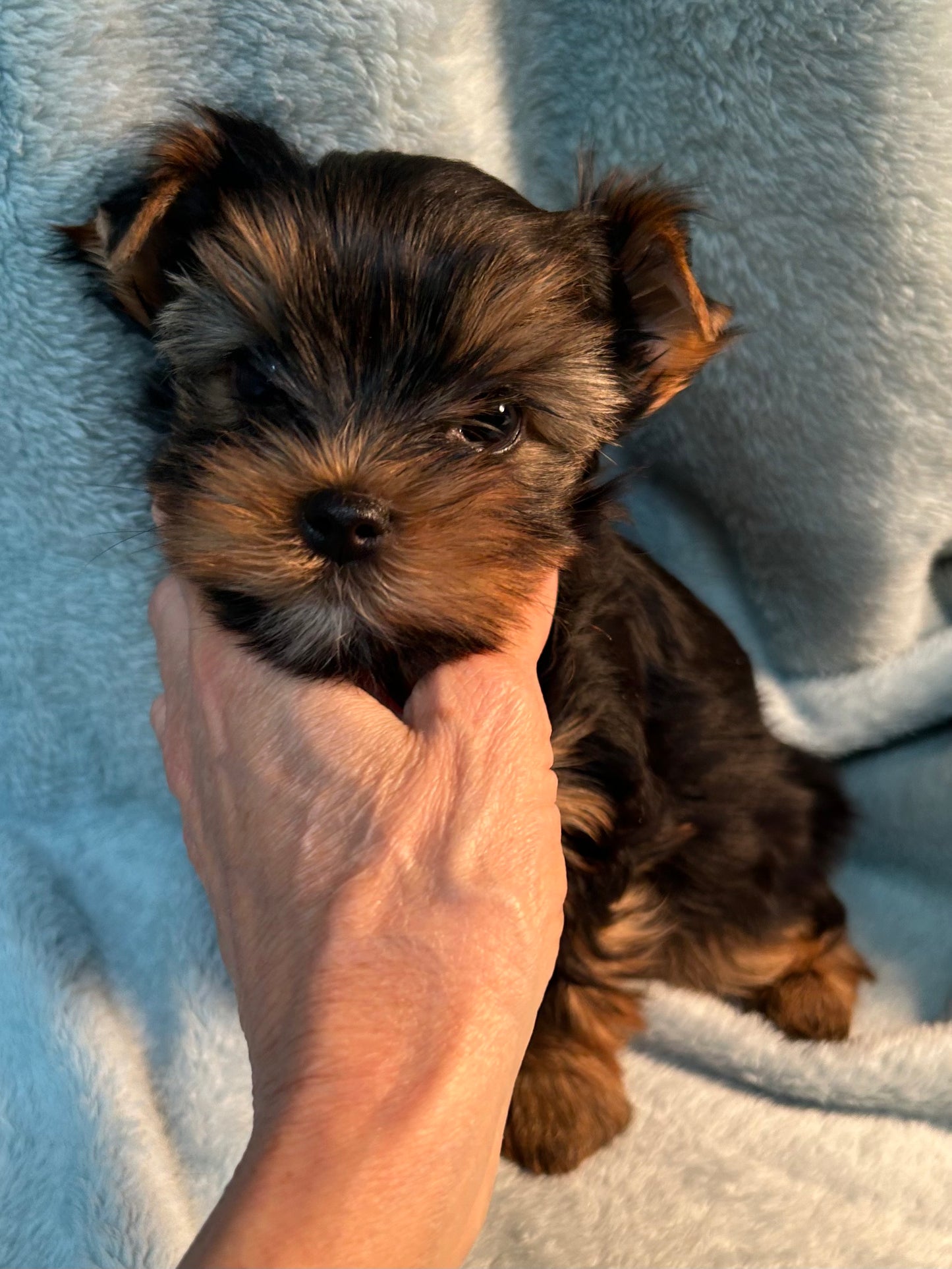 River (Boy) - Available