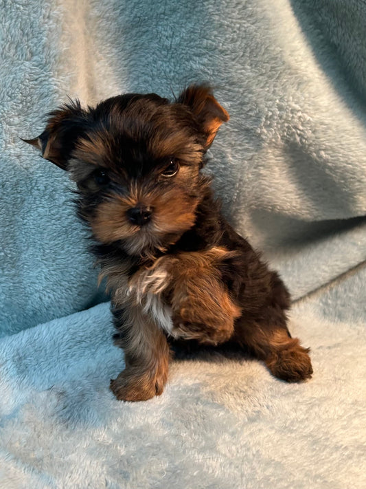 River (Boy) - Available