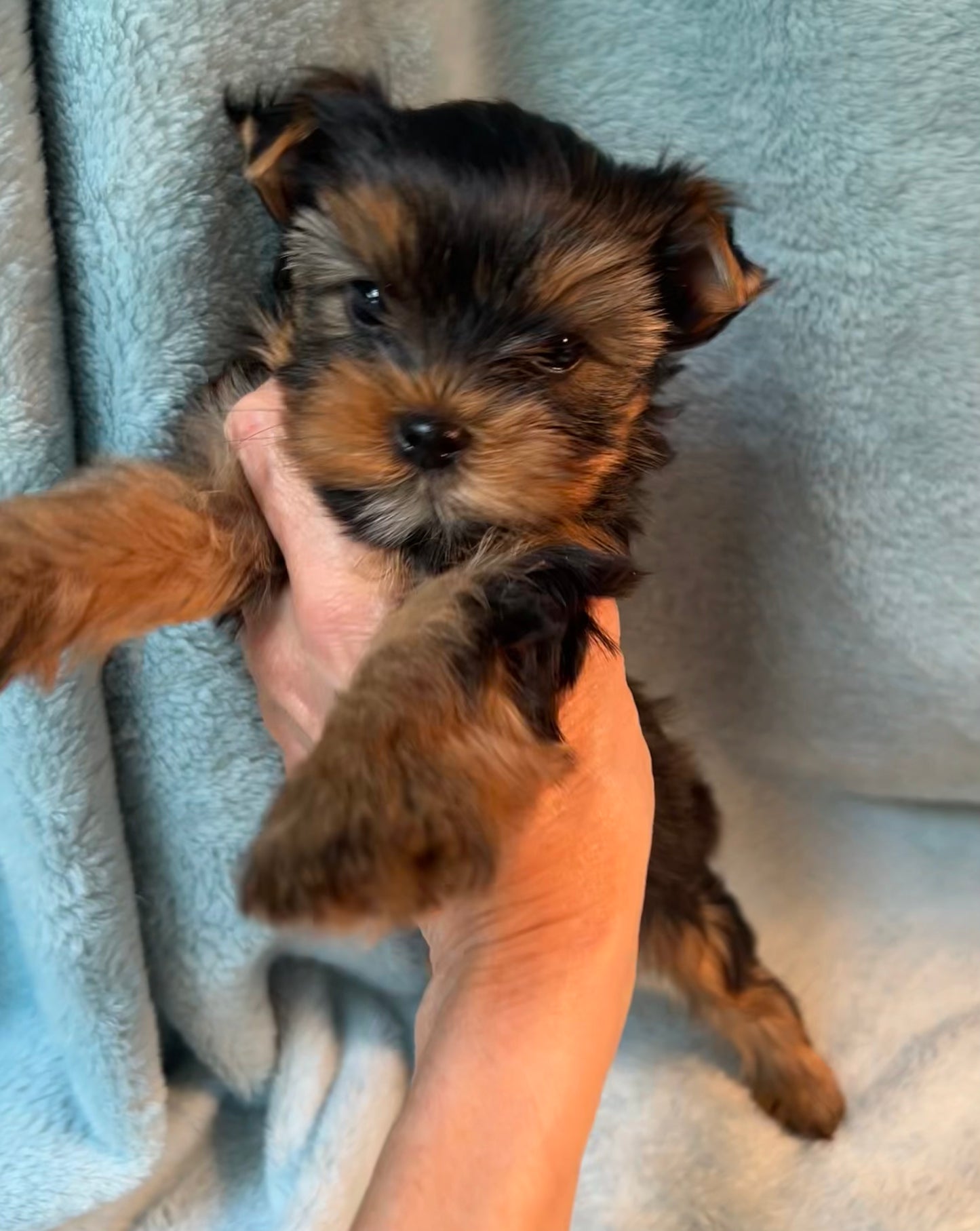 River (Boy) - Available