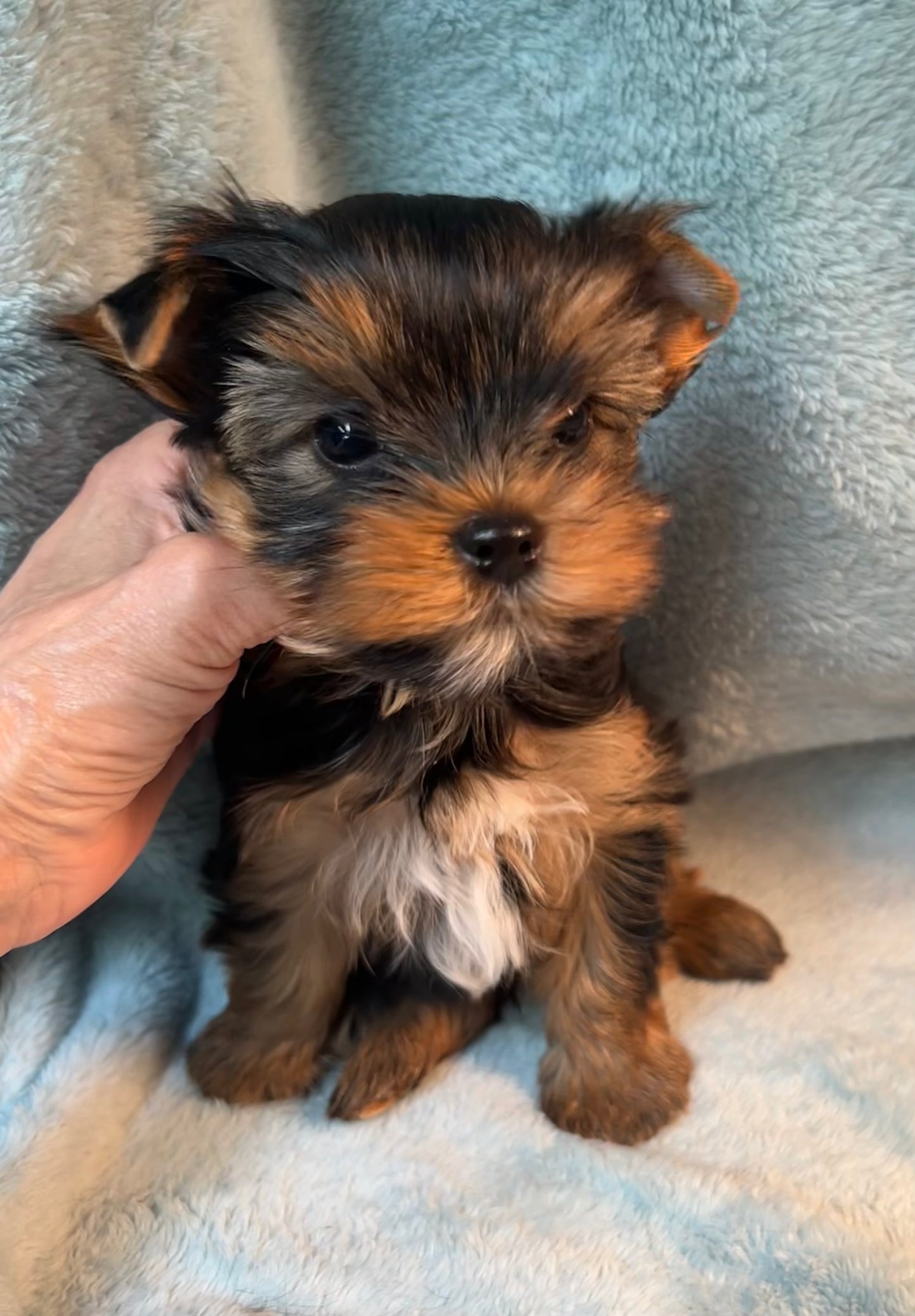 River (Boy) - Available