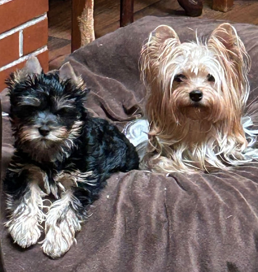 Chigger “girl”
