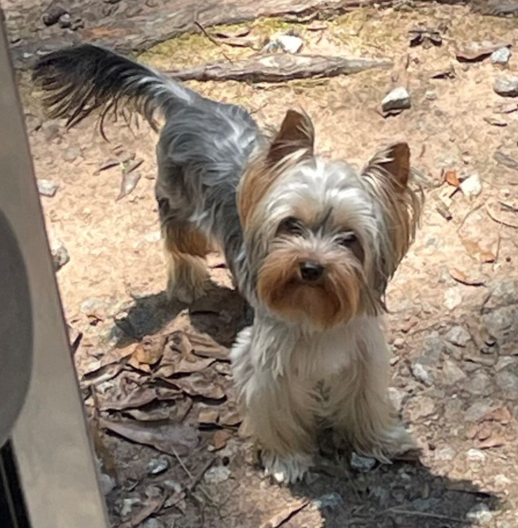 First Yorkie History of Yorkshire Terrier – The Yorkie Collection - AKC Yorkshire ...