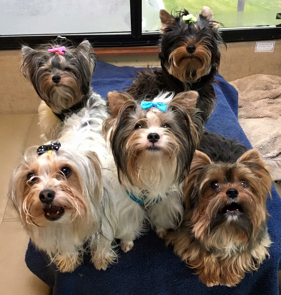 Different fashion colored yorkies