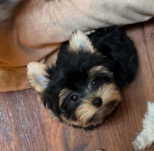 Baby Chestnut - Available