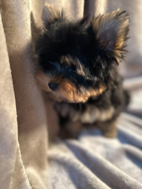 Baby Chestnut - Available