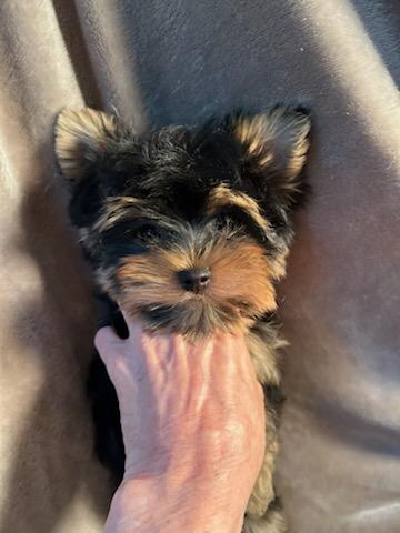 Baby Chestnut - Available