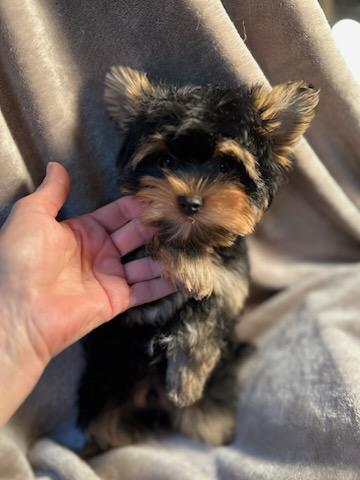 Baby Chestnut - Available