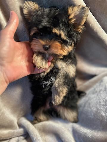 Baby Chestnut - Available