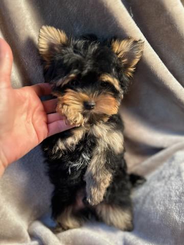 Baby Chestnut - Available