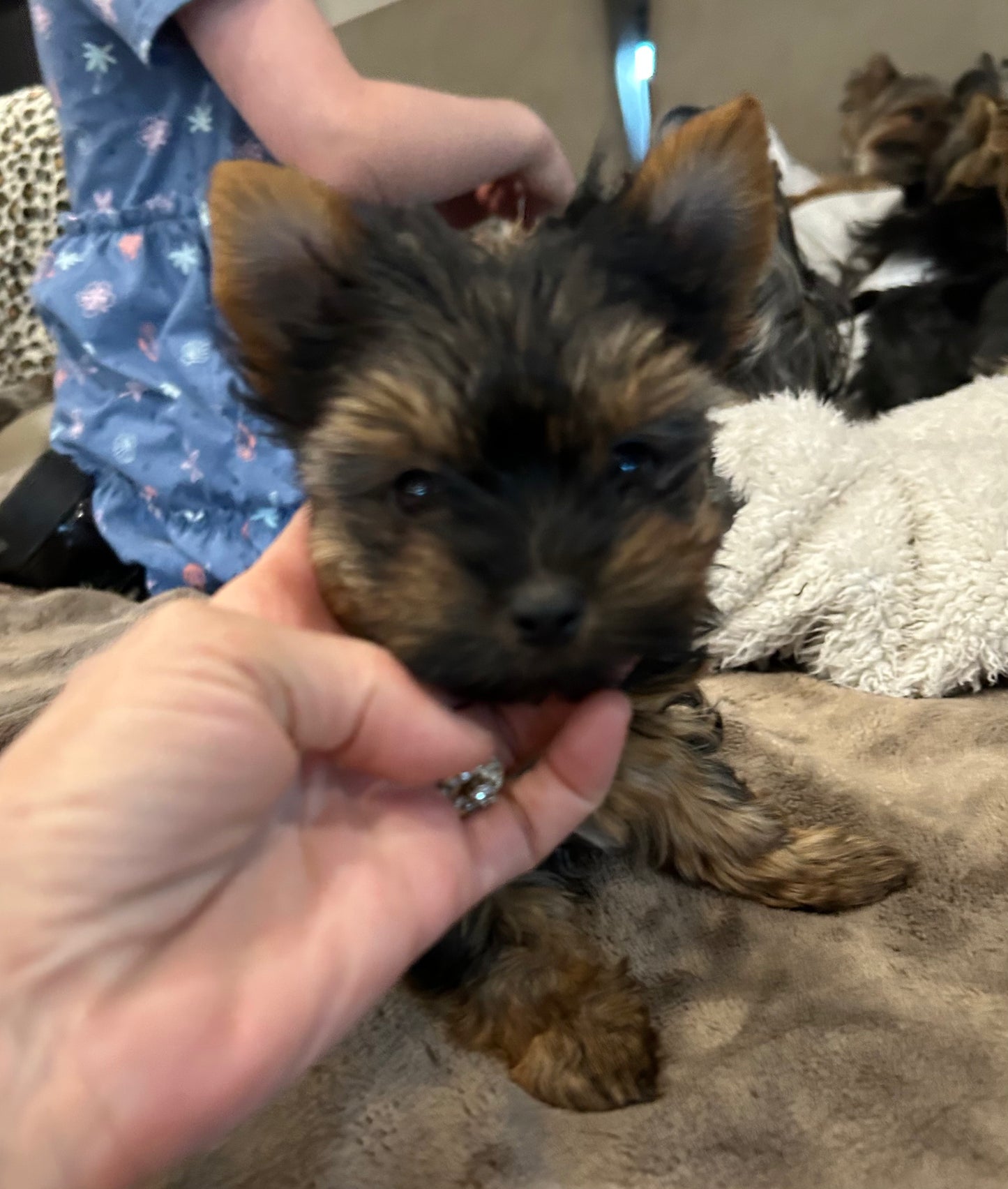 Zoe - Adopted