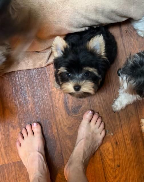 Baby Chestnut - Available