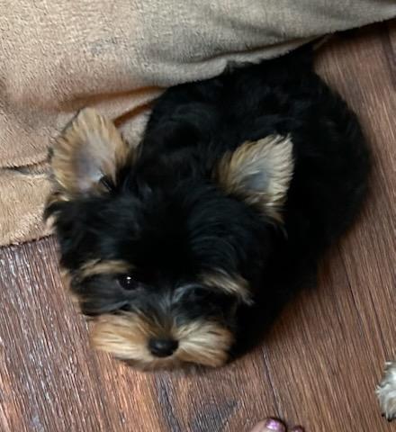 Baby Chestnut - Available
