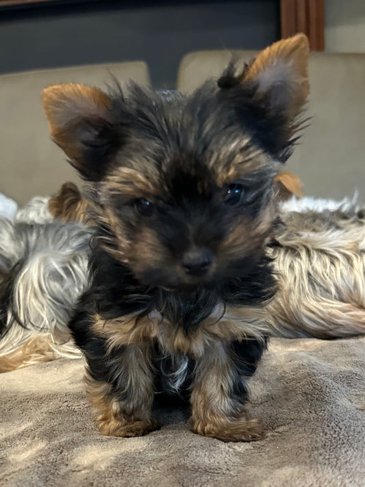 Zoe - Adopted