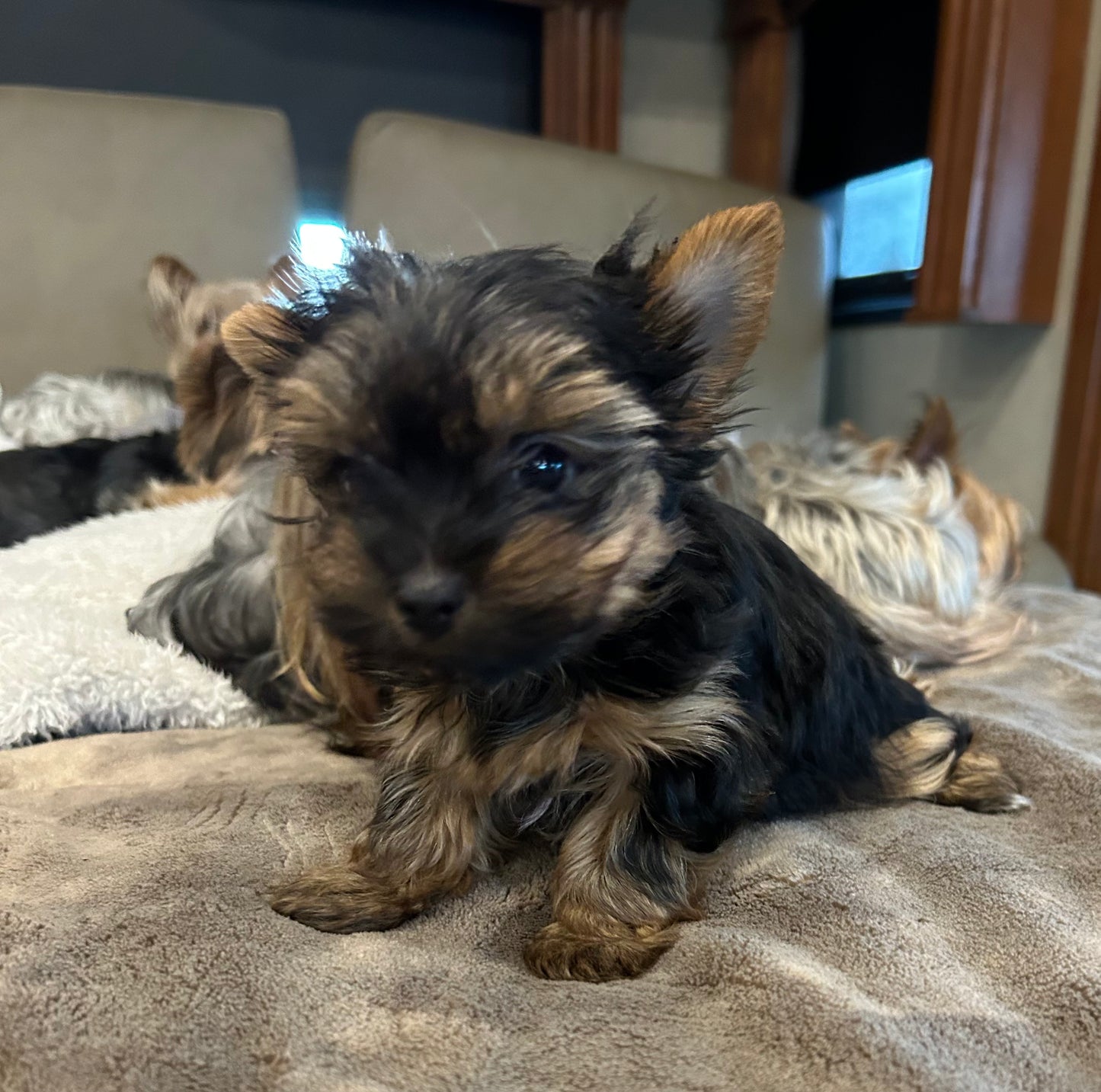 Zoe - Adopted