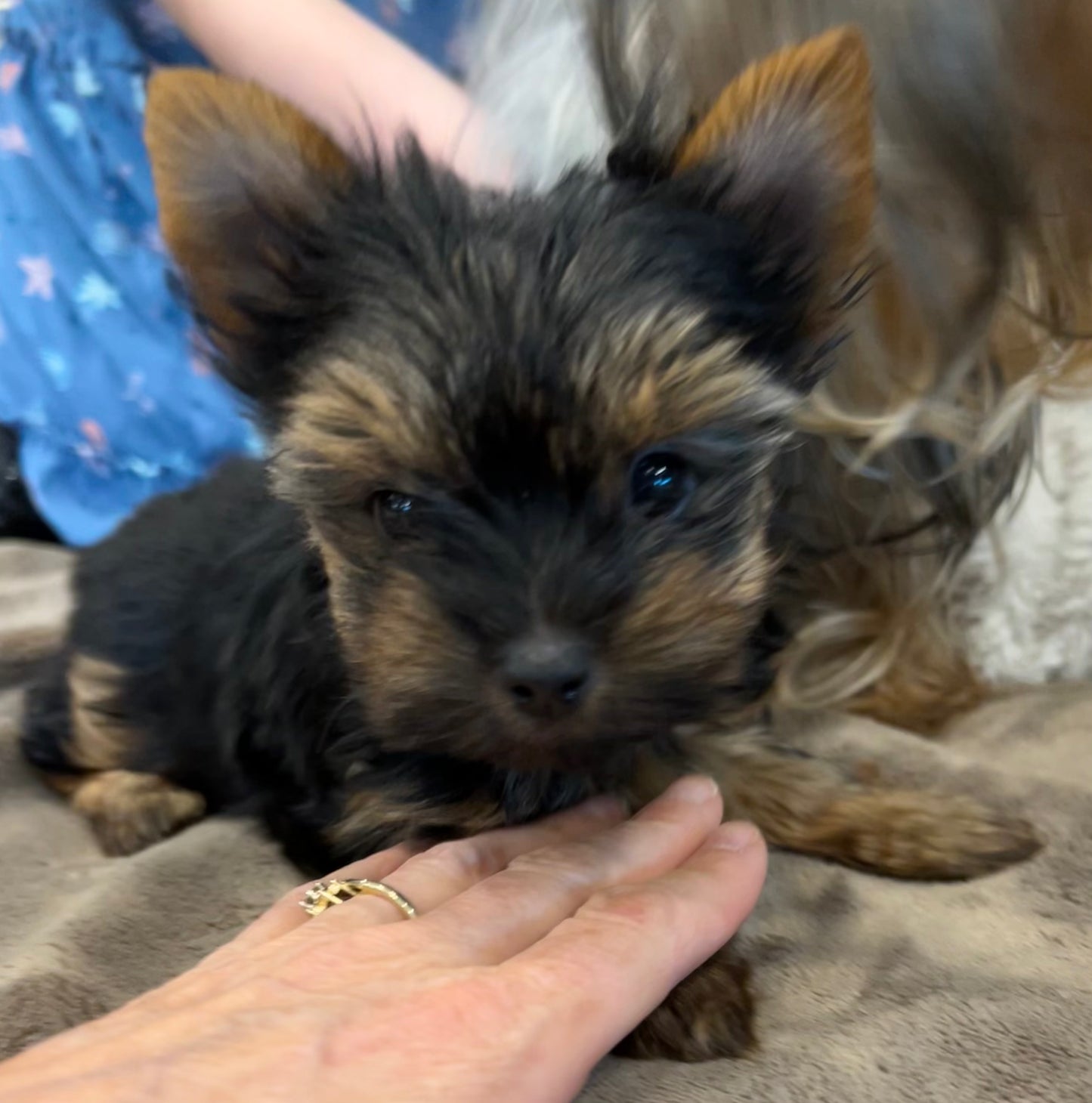 Zoe - Adopted