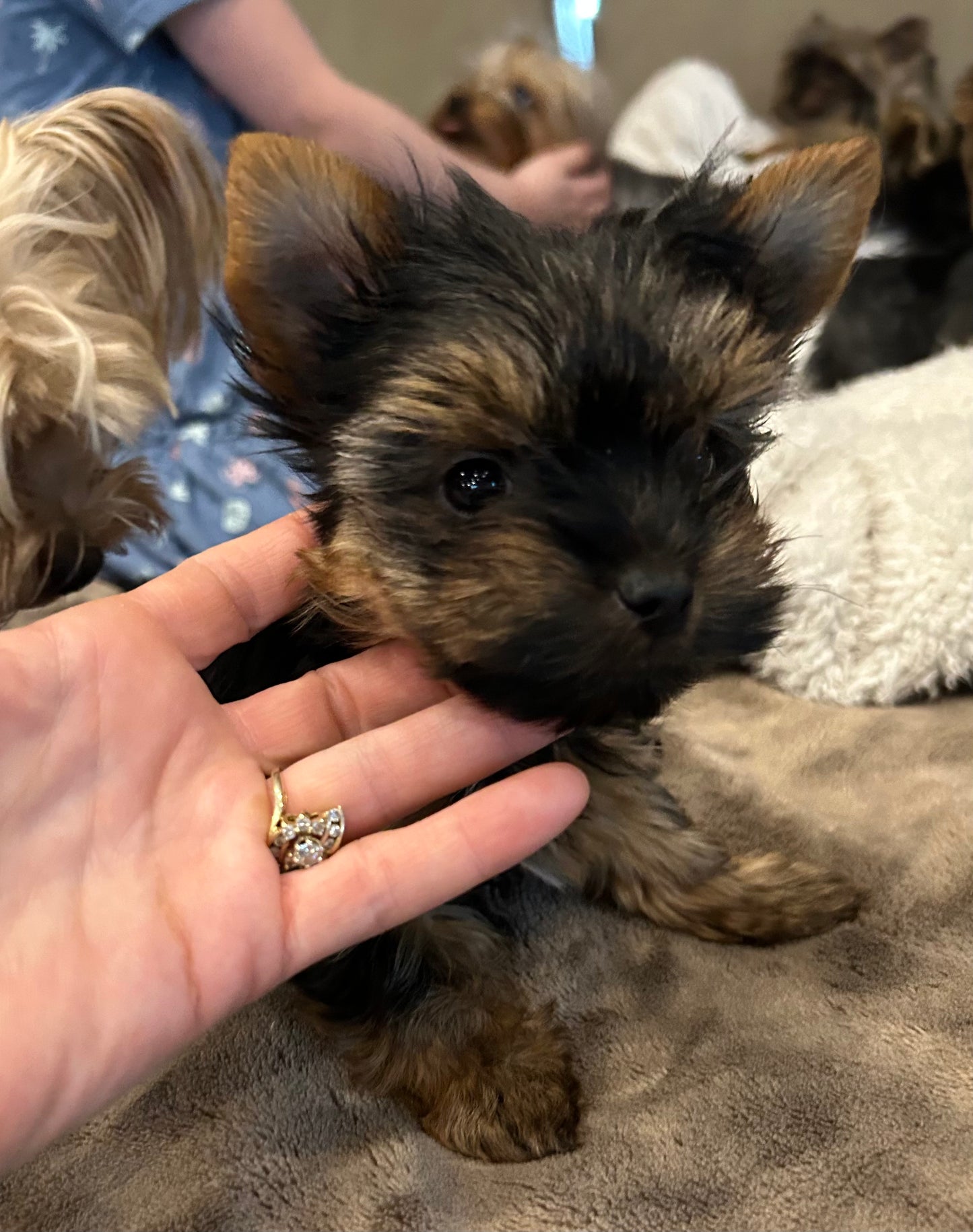 Zoe - Adopted