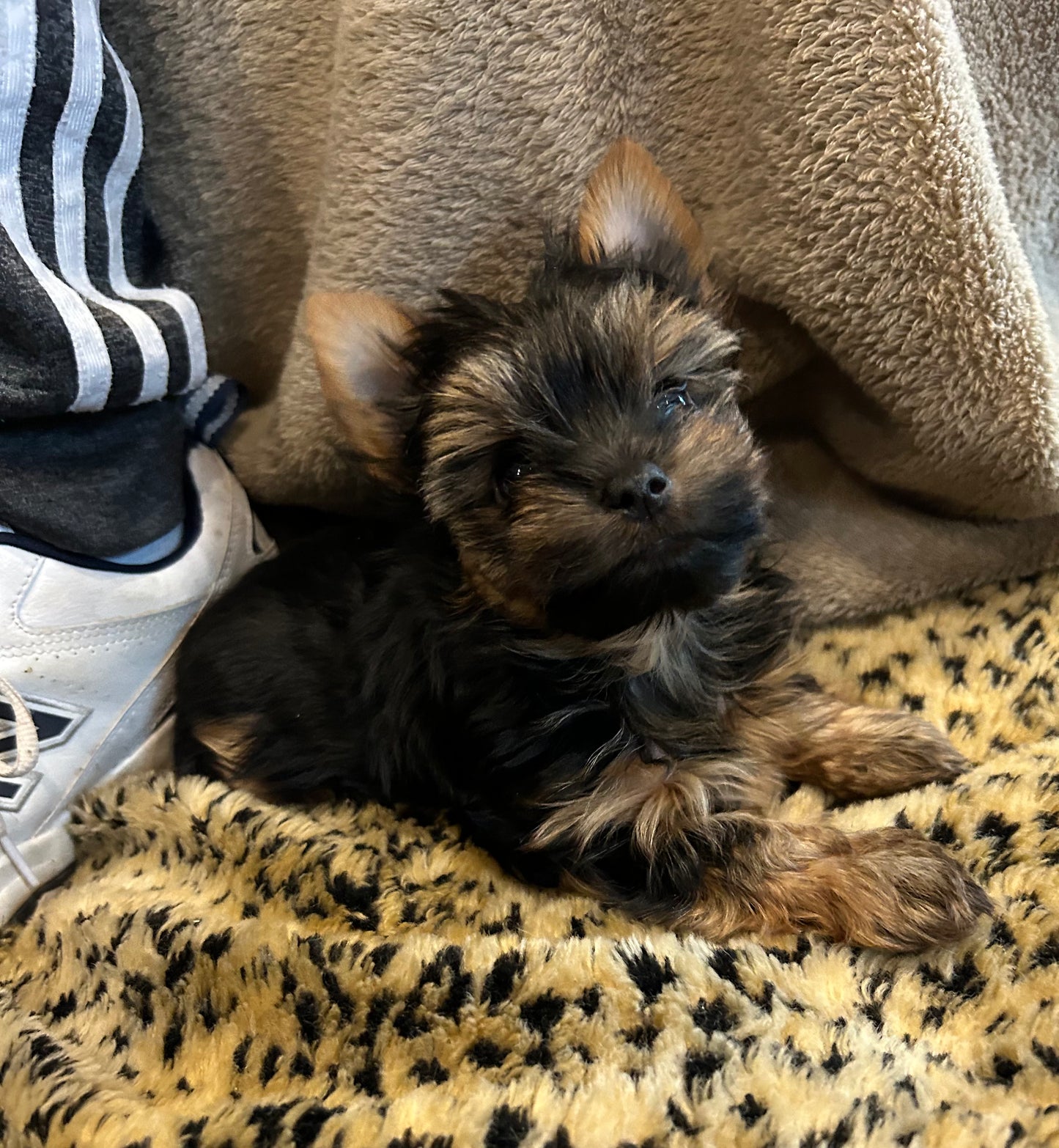 Zoe - Adopted