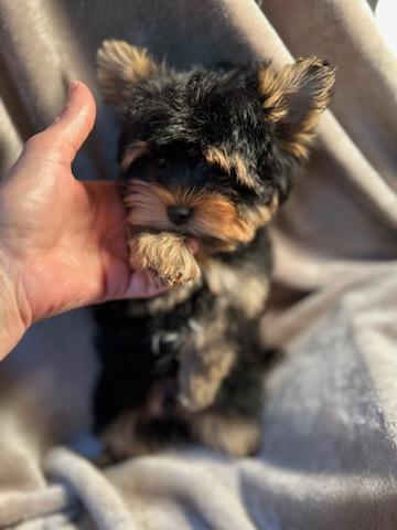 Baby Chestnut - Available