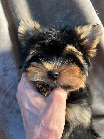 Baby Chestnut - Available